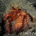 crab_hermit_bu_mb_h_0371_png2742.jpg